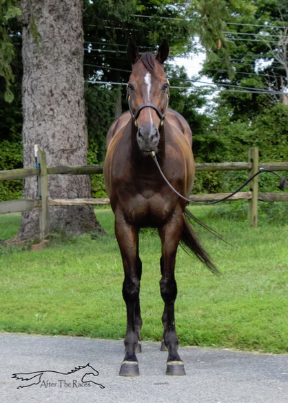 Hey Congrats, 10yo Thoroughbred gelding, 16.1hh