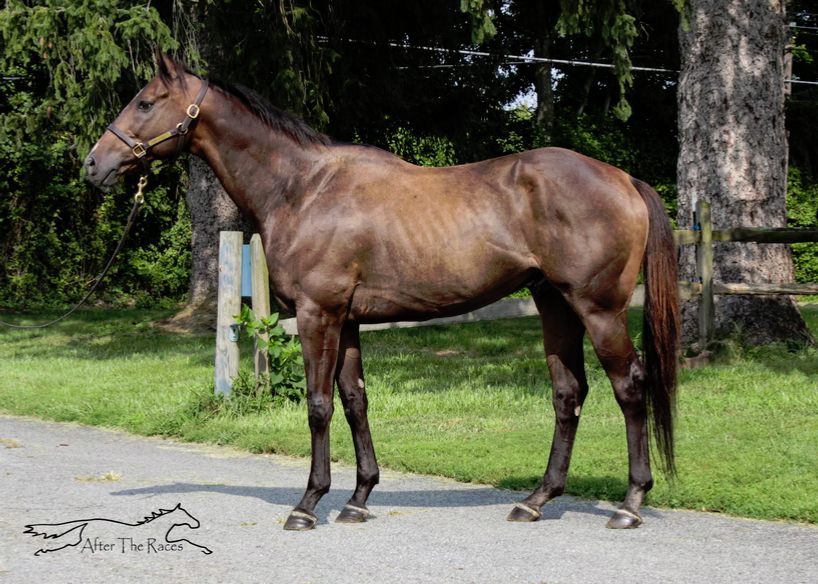 Hey Congrats, 10yo Thoroughbred gelding, 16.1hh
