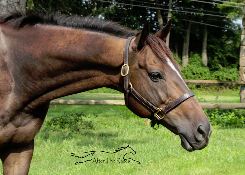 Hey Congrats, 10yo Thoroughbred gelding, 16.1hh