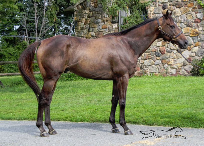 Hey Congrats, 10yo Thoroughbred gelding, 16.1hh