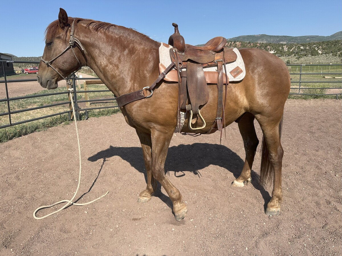 Daci, 16yo Lusitano gelding, 16.2hh