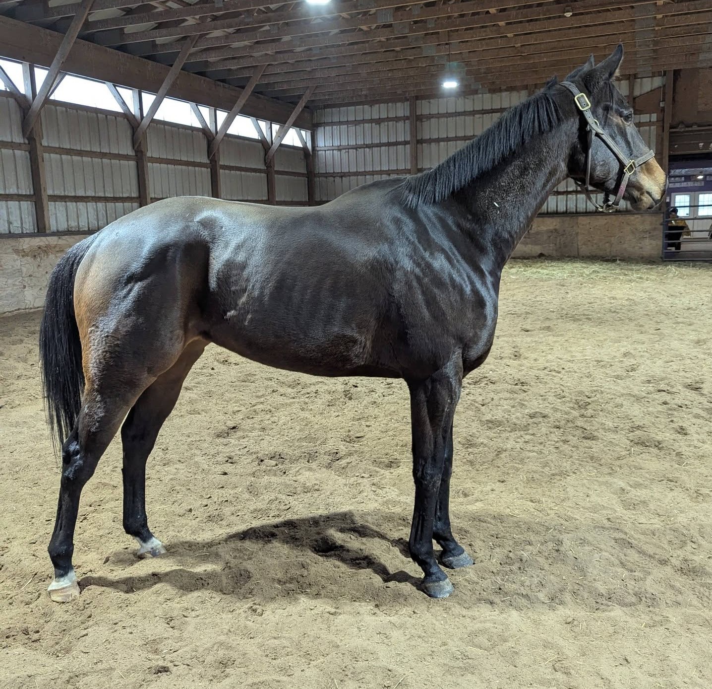 Central Love, 6yo Thoroughbred gelding, 16hh