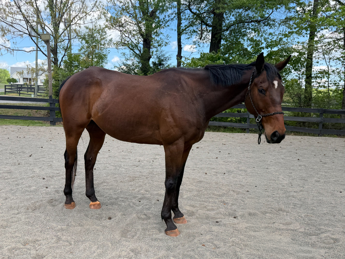 Eli, 7yo Thoroughbred gelding, 15.3hh