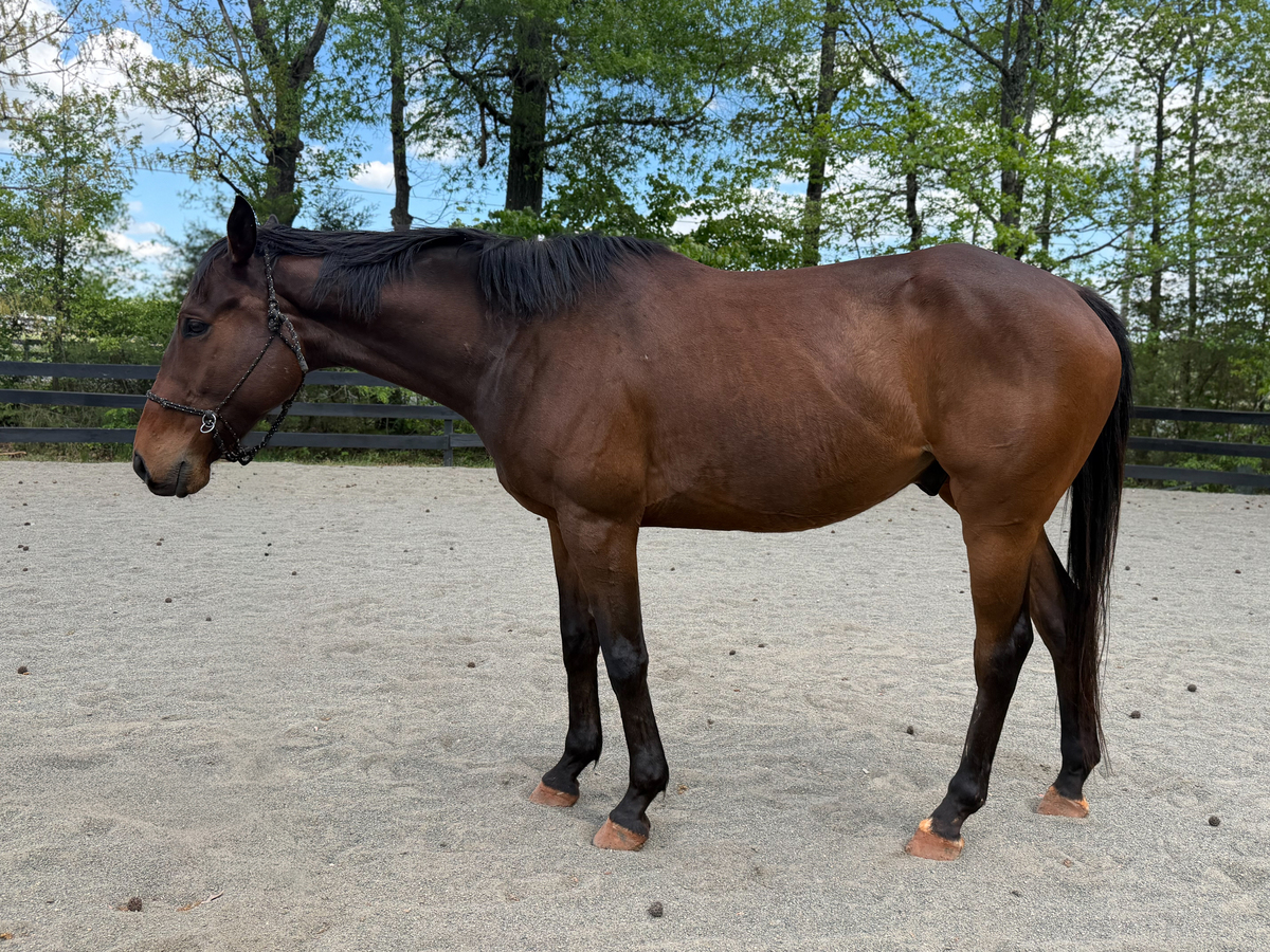 Eli, 7yo Thoroughbred gelding, 15.3hh