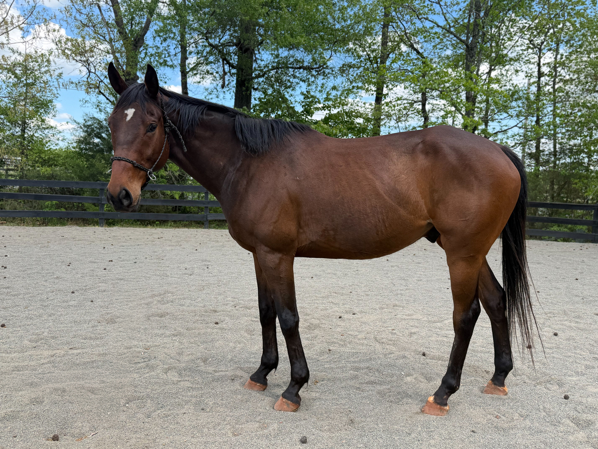 Eli, 7yo Thoroughbred gelding, 15.3hh
