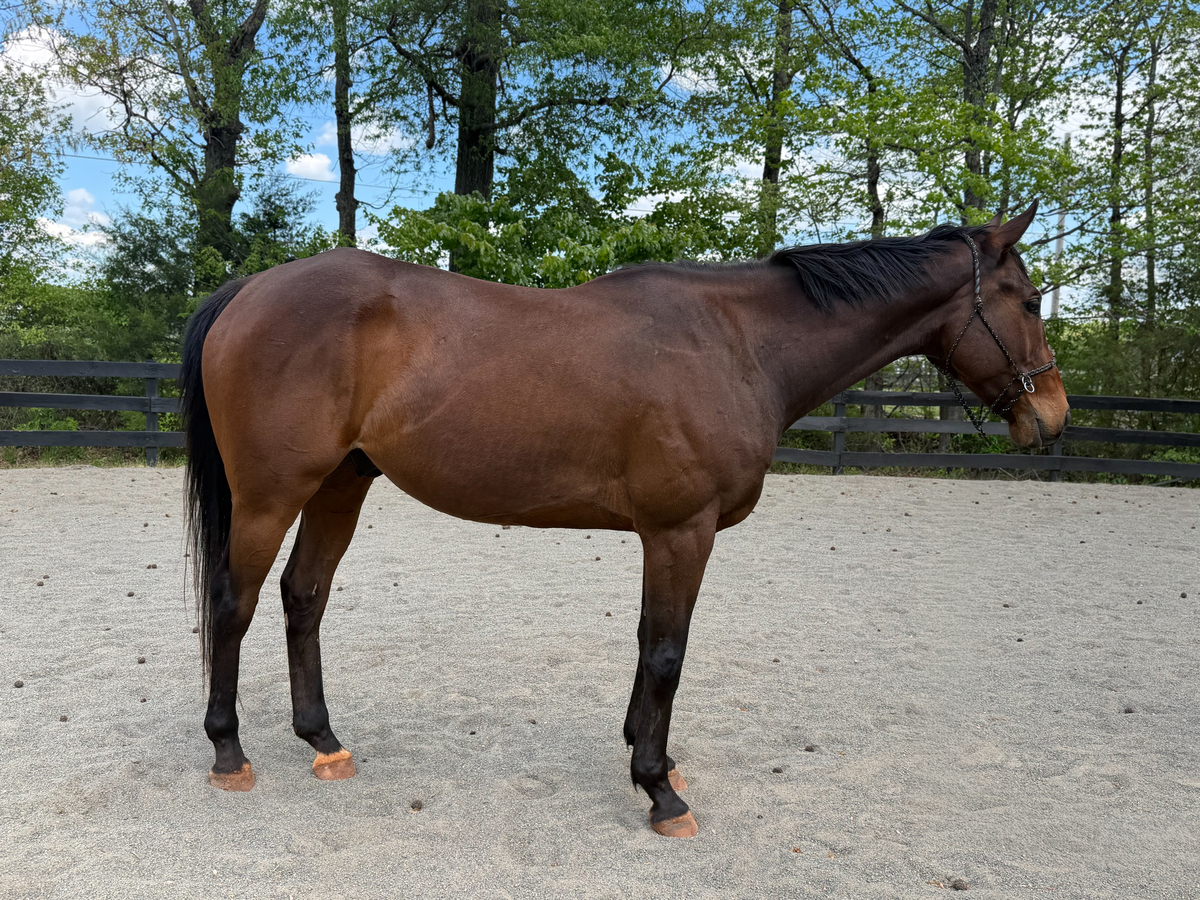 Eli, 7yo Thoroughbred gelding, 15.3hh