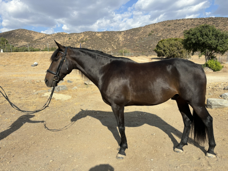 Lorenzo, 8yo Andalusian Thoroughbred gelding, 16.0hh