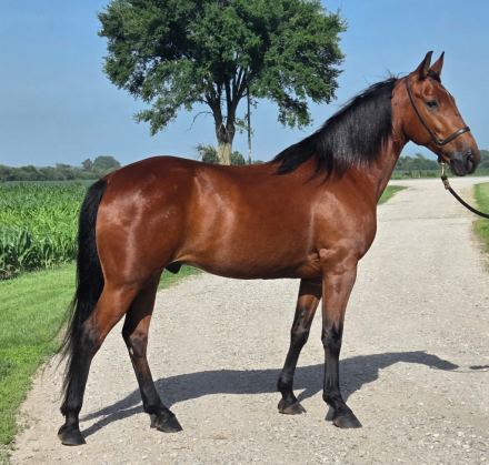 RIO, 9yo Kentucky Mountain Horse gelding, 15.0hh