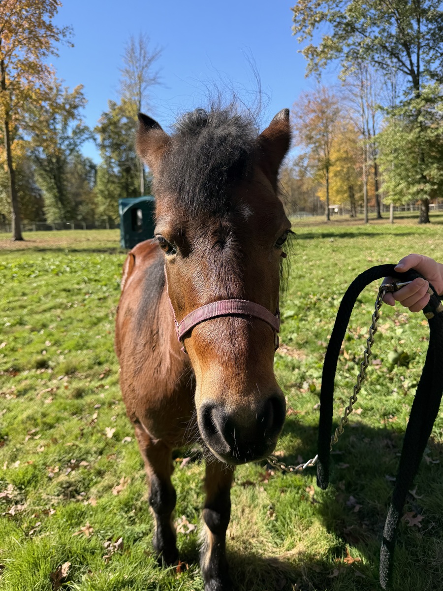 June, 20yo Pony mare, 10.2hh