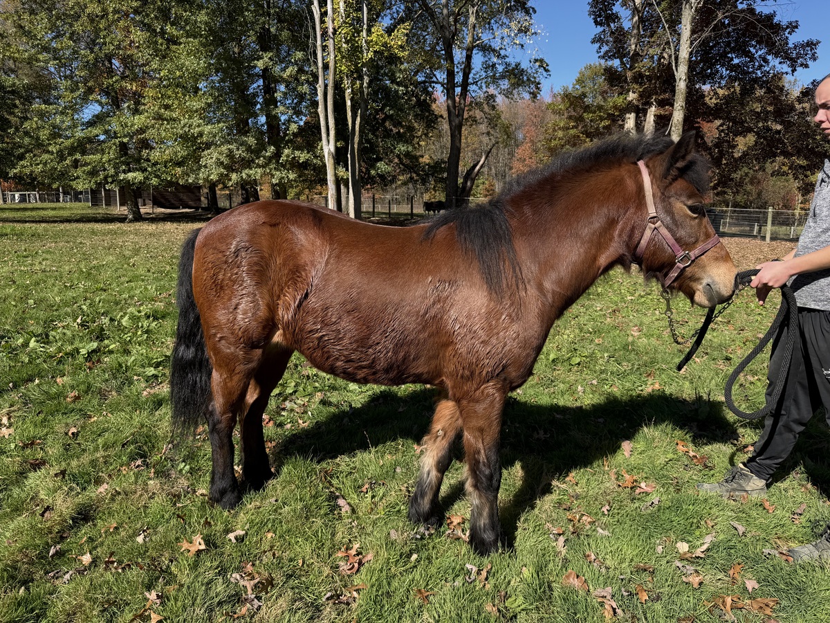 June, 20yo Pony mare, 10.2hh