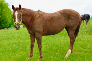 Lady, 16yo Thoroughbred mare, 16.2hh
