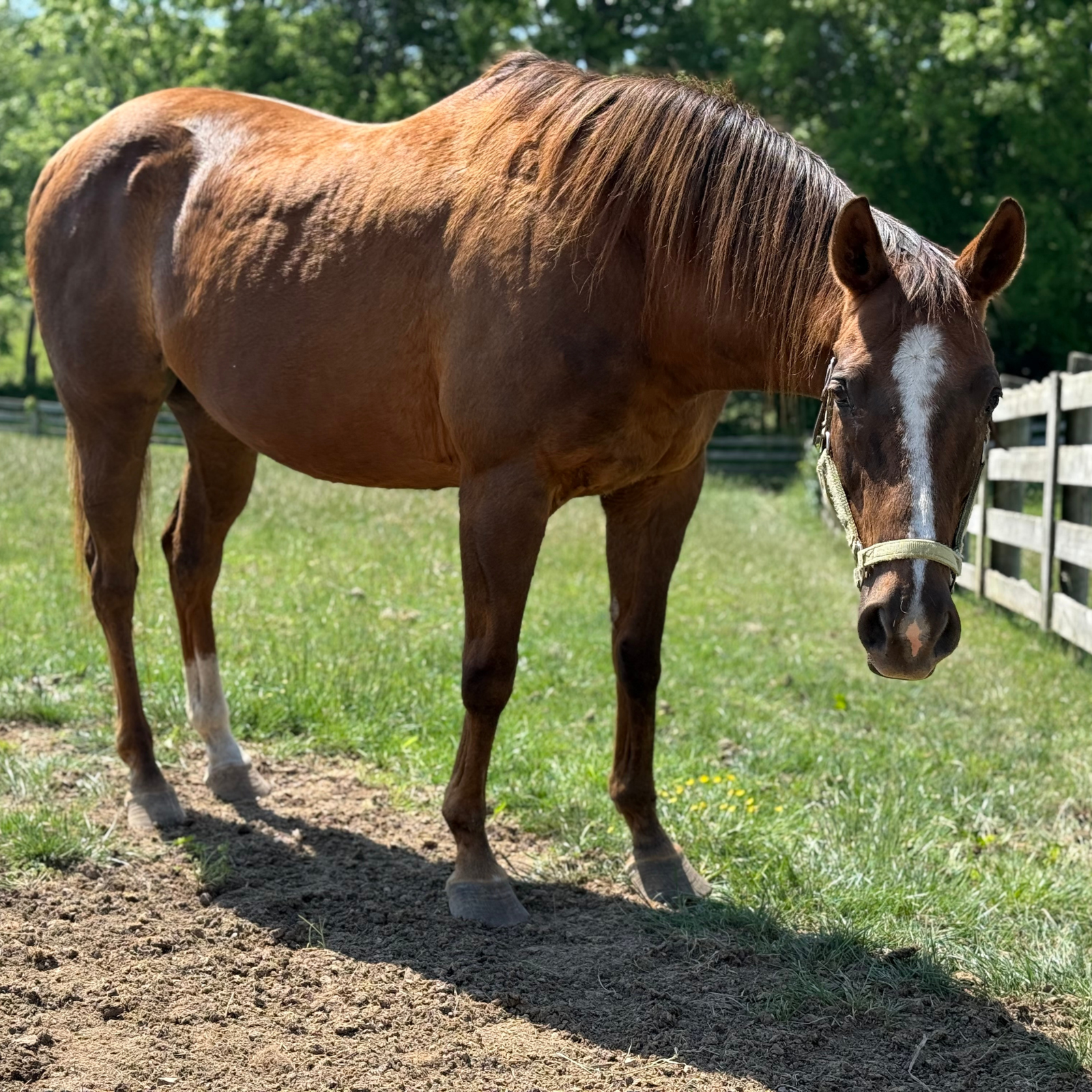 Lady, 16yo Thoroughbred mare, 16.2hh