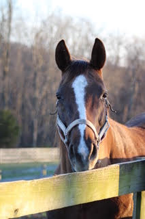 Lady, 16yo Thoroughbred mare, 16.2hh