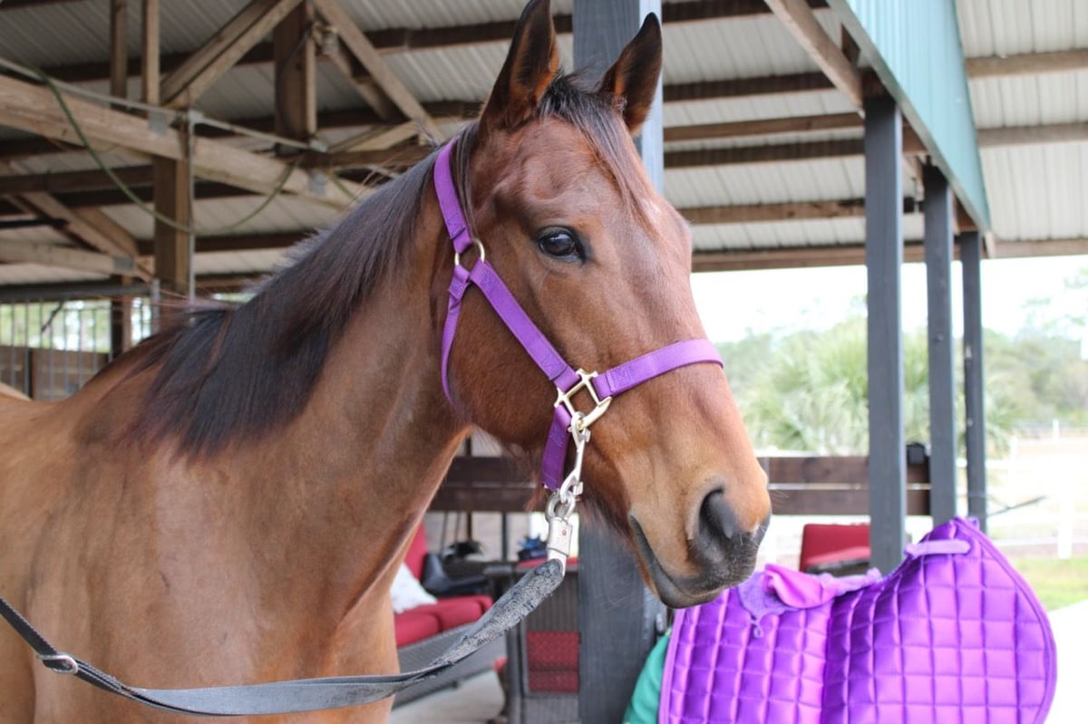 Thoroughbred, 6yo Thoroughbred mare, 16hh