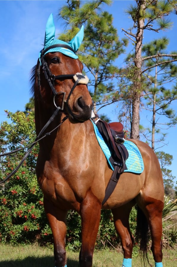 Thoroughbred, 6yo Thoroughbred mare, 16hh