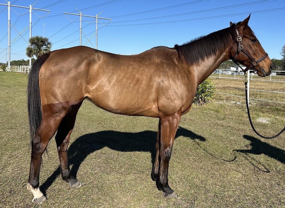 Thoroughbred, 6yo Thoroughbred mare, 16hh