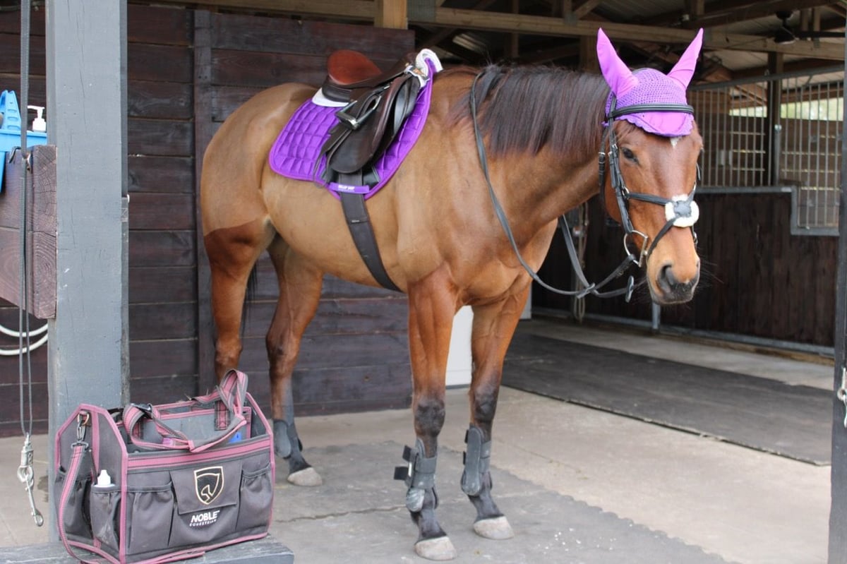 Thoroughbred, 6yo Thoroughbred mare, 16hh