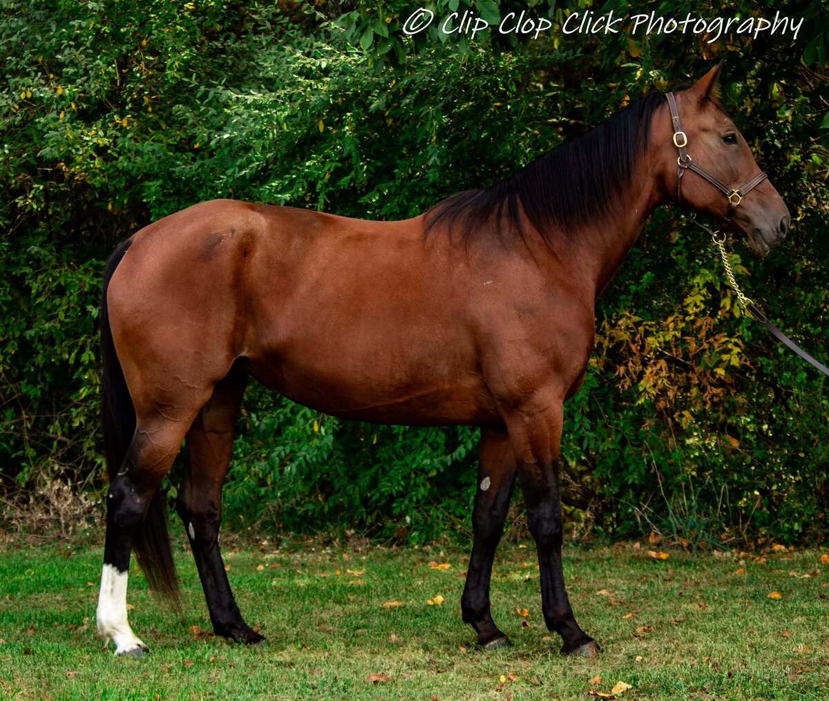 Yvette - Companion, 12yo Standardbred mare, 16.2hh