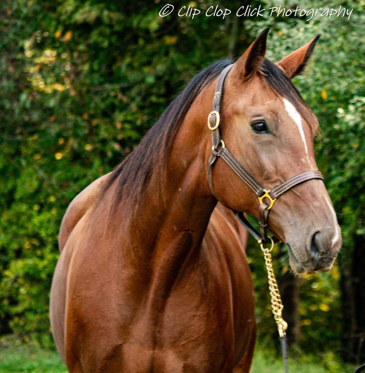 Yvette - Companion, 12yo Standardbred mare, 16.2hh