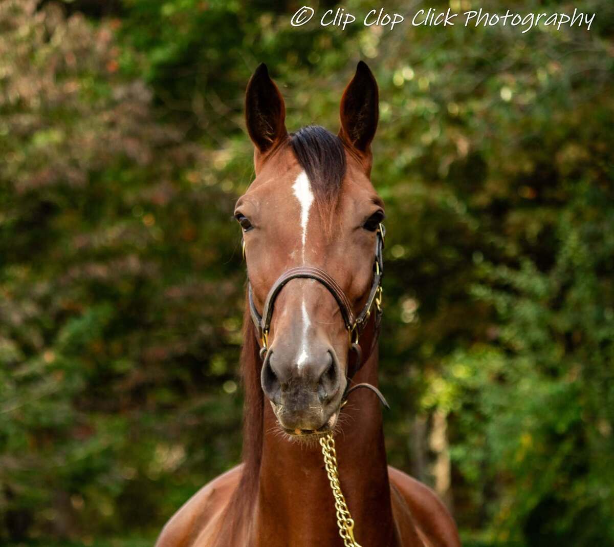 Yvette - Companion, 12yo Standardbred mare, 16.2hh