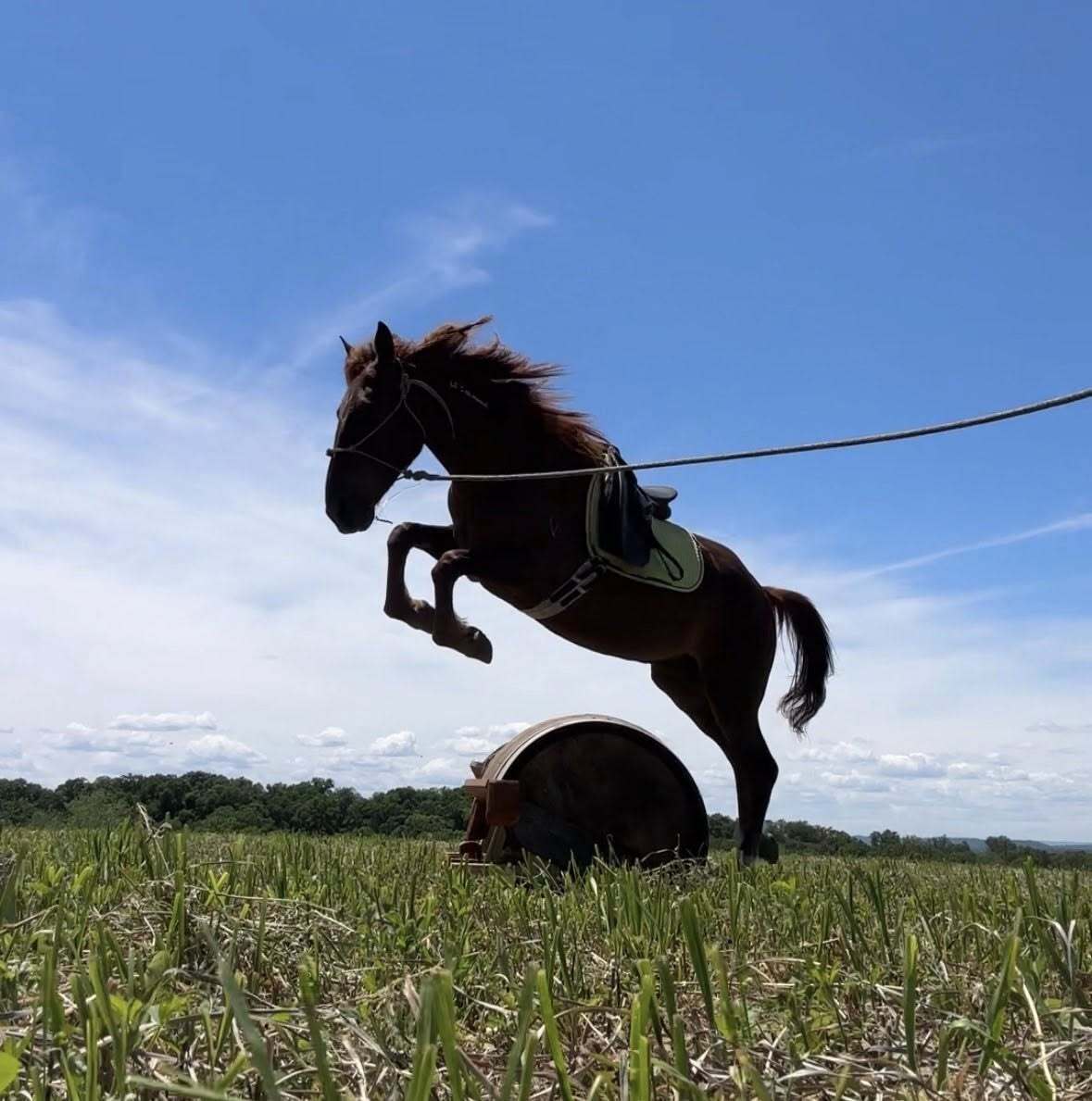 ROJO, 10yo Mustang gelding, 15.0hh