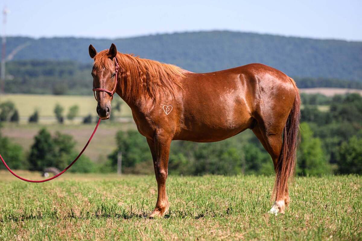 ROJO, 10yo Mustang gelding, 15.0hh