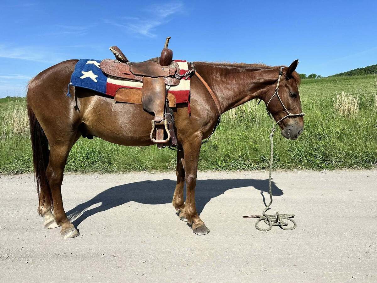 ROJO, 10yo Mustang gelding, 15.0hh