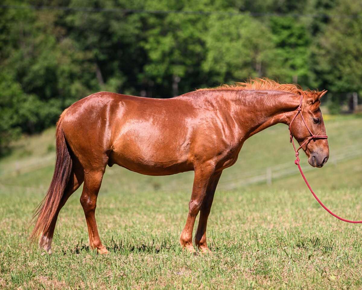 ROJO, 10yo Mustang gelding, 15.0hh
