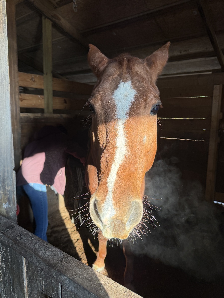 Cowboy, 13yo American Quarter Horse gelding, 15.1hh