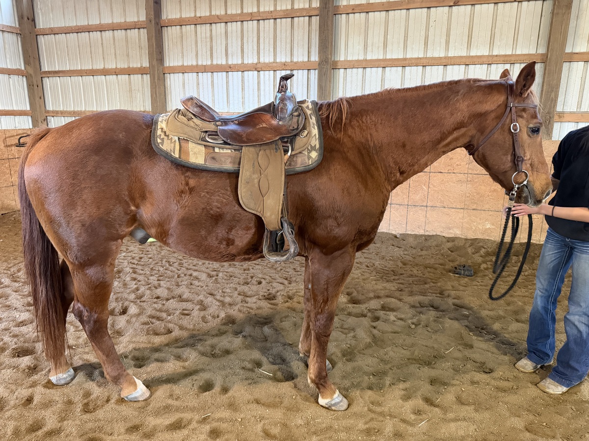 Cowboy, 13yo American Quarter Horse gelding, 15.1hh
