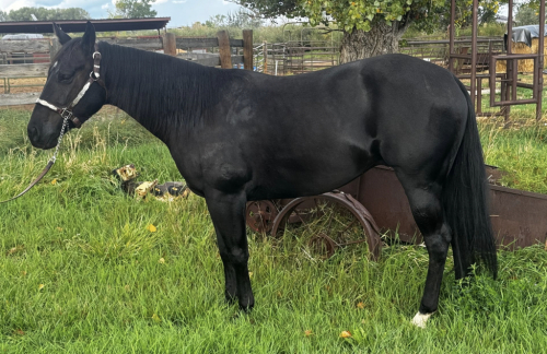 Smokee Starbrite, 3yo AQHA Quarter Horse gelding, 14.0hh