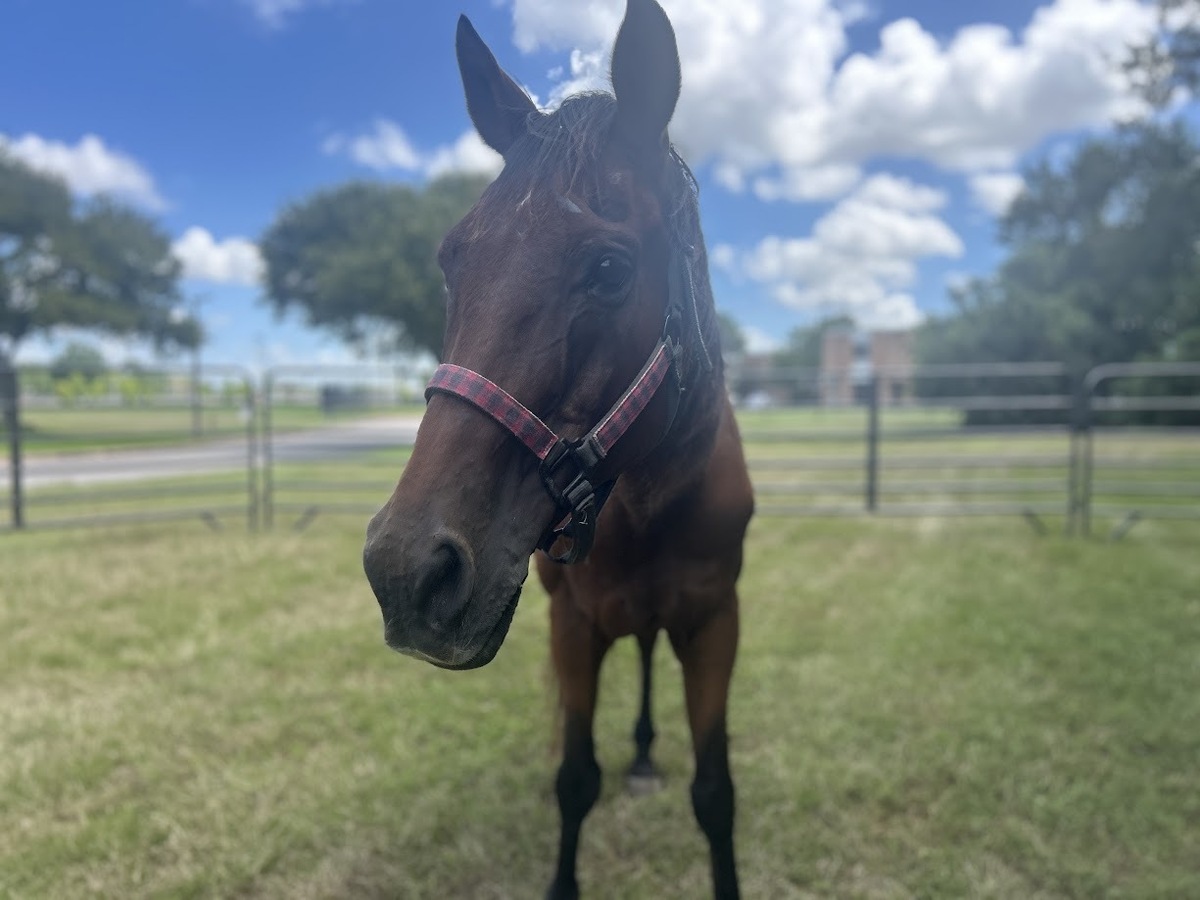 Larry, 26yo gelding, 14.3hh