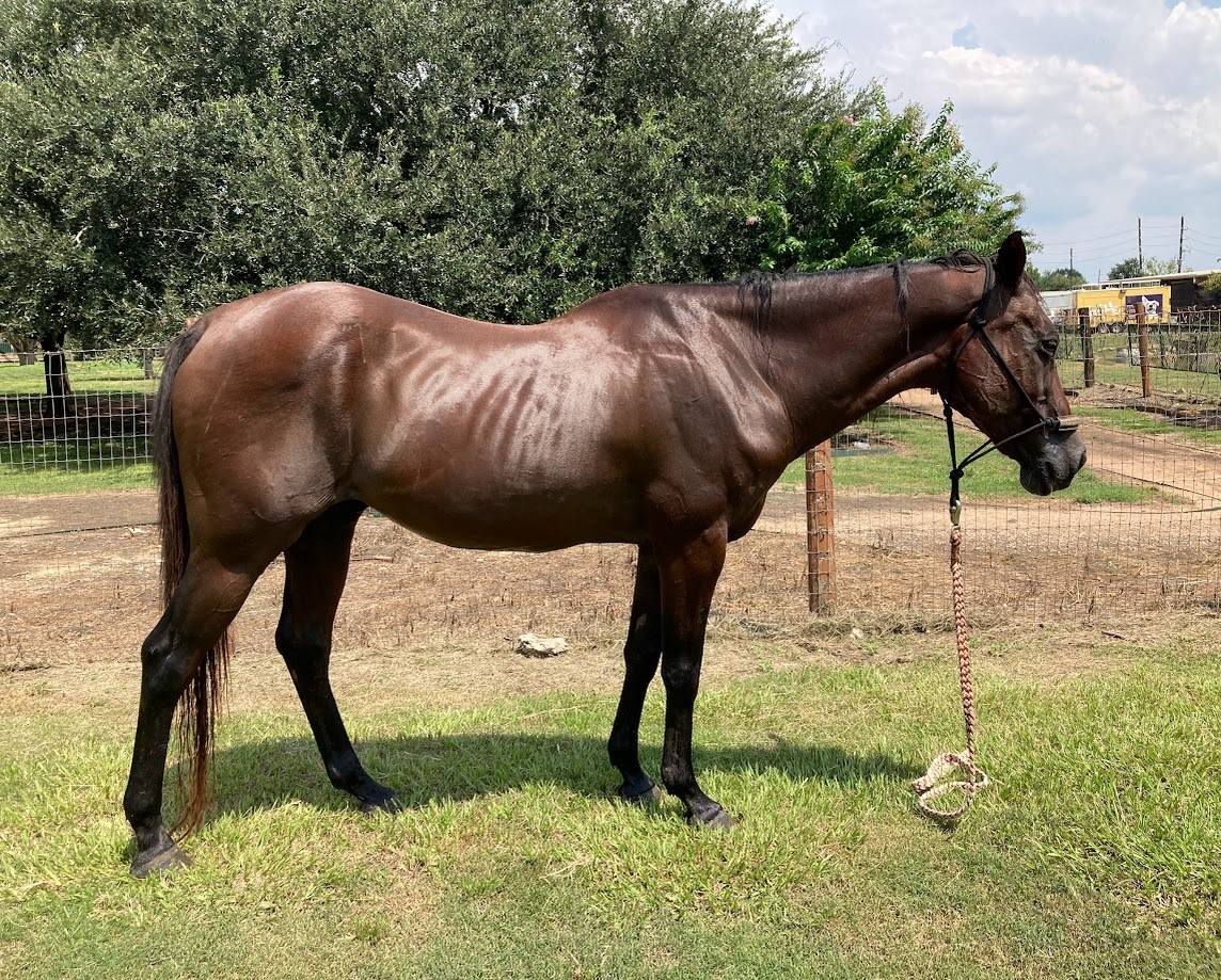 Larry, 26yo gelding, 14.3hh