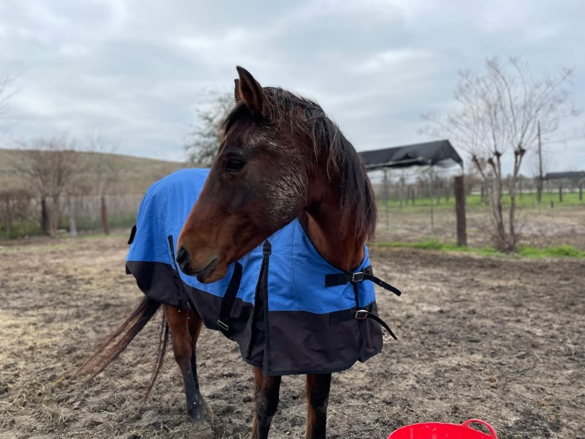 Larry, 26yo gelding, 14.3hh