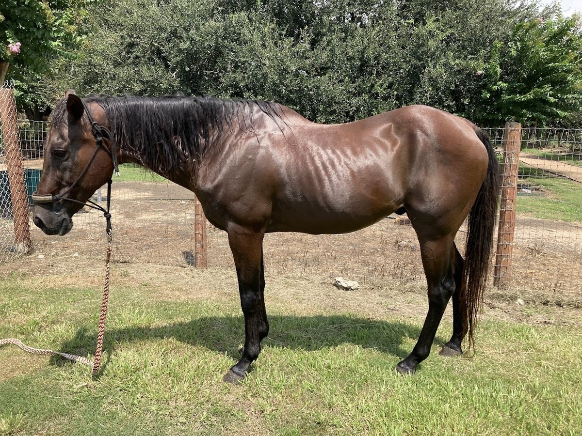 Larry, 26yo gelding, 14.3hh