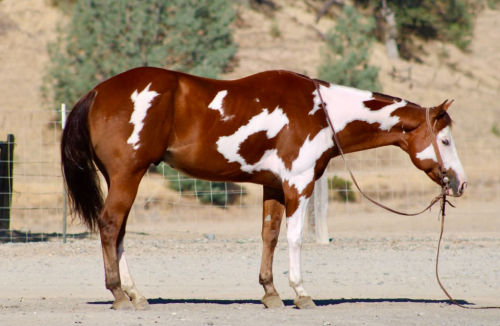 R IMAGE OF MR (MR), 5yo APHA Paint AQHA Quarter Horse gelding, 15.1hh