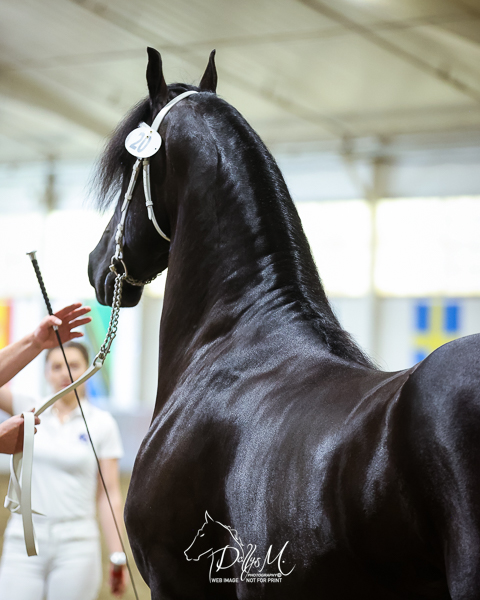 Mats ûT De Grachten, 6yo Friesian gelding, 17.1hh