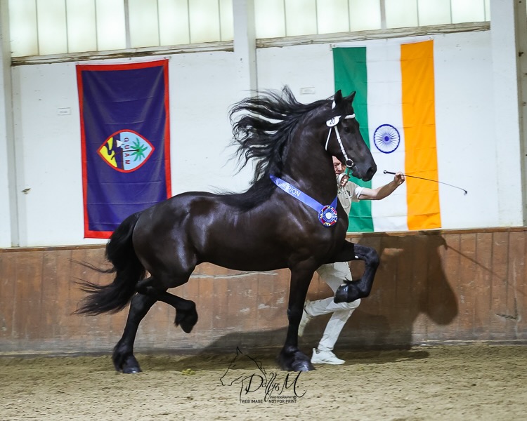 Mats ûT De Grachten, 6yo Friesian gelding, 17.1hh