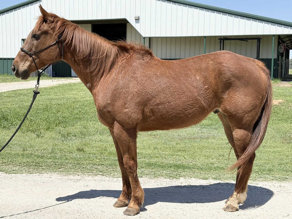 JJ, 18yo American Quarter Horse gelding, 15.1hh