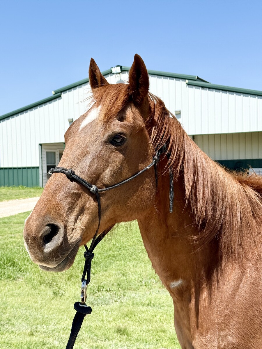 JJ, 18yo American Quarter Horse gelding, 15.1hh