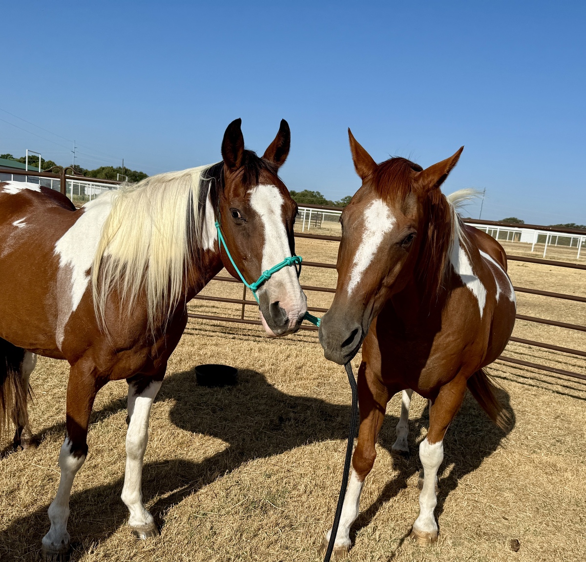 Cody, 23yo American Quarter Horse gelding, 15.0hh