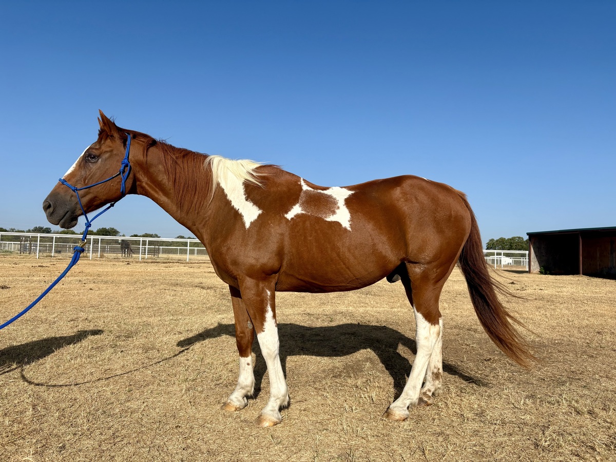 Cody, 23yo American Quarter Horse gelding, 15.0hh