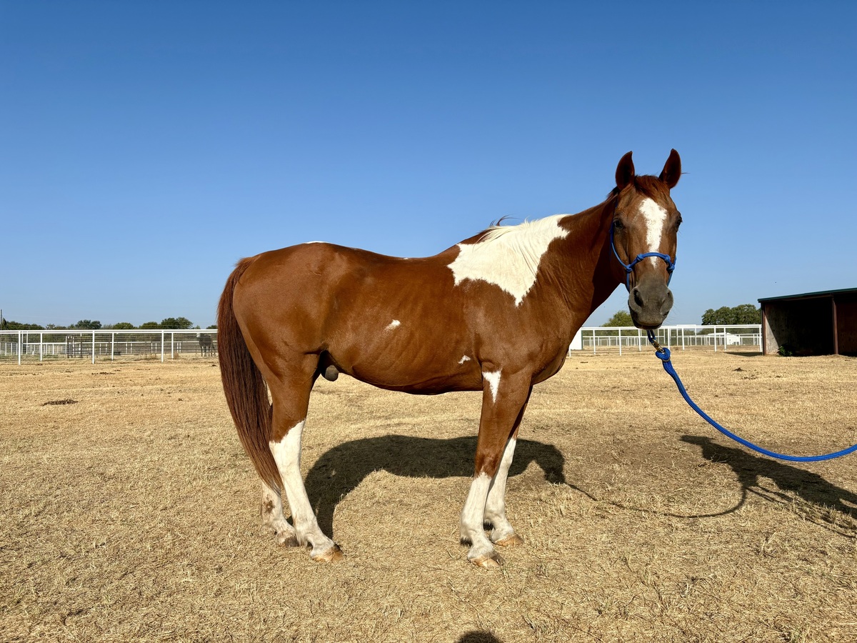 Cody, 23yo American Quarter Horse gelding, 15.0hh