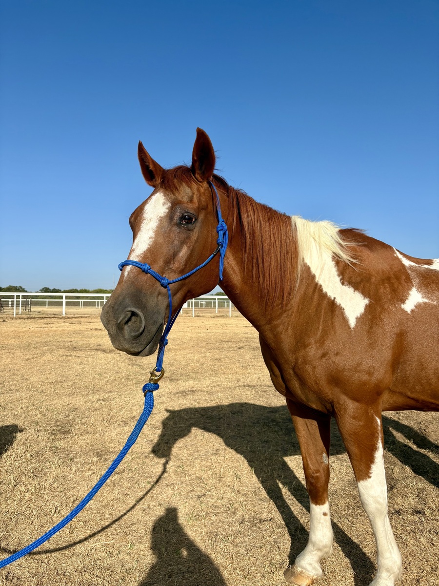 Cody, 23yo American Quarter Horse gelding, 15.0hh