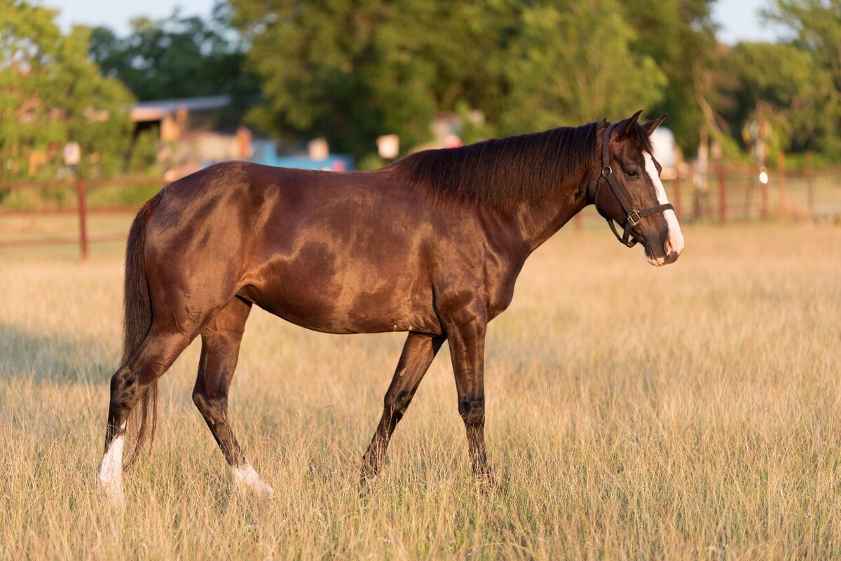 Luna, 7yo mare, 14.3hh