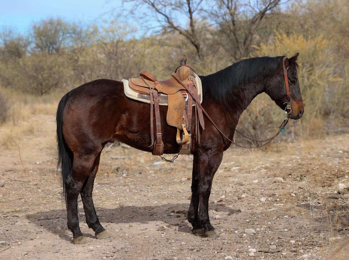 American Quarter Horse, 6yo American Quarter Horse gelding, 15.1hh