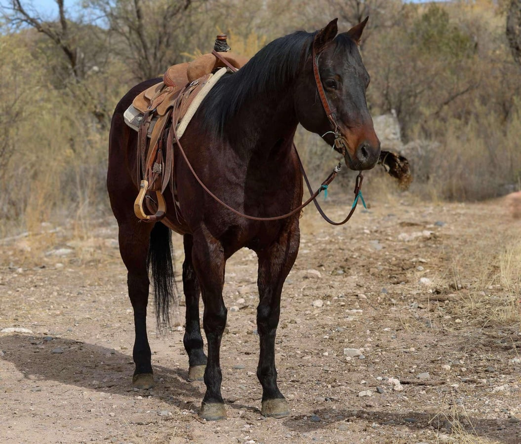 American Quarter Horse, 6yo American Quarter Horse gelding, 15.1hh
