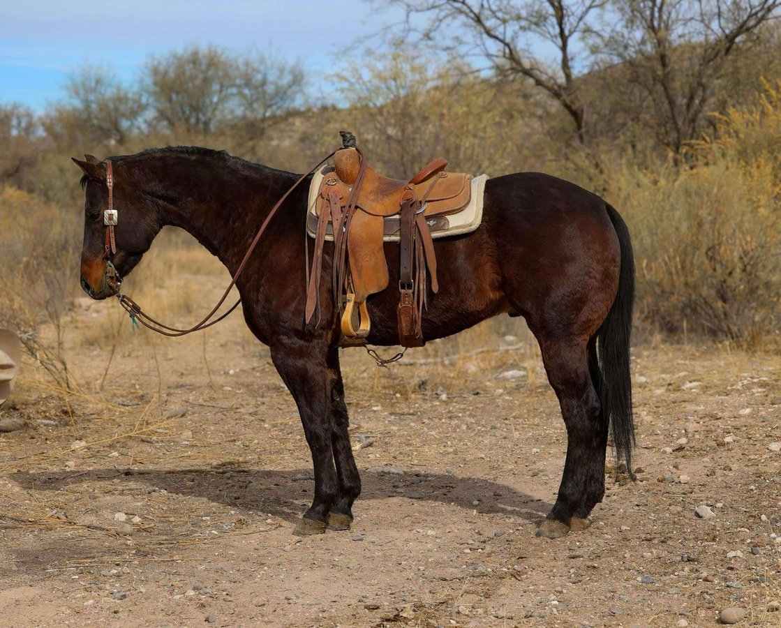 American Quarter Horse, 6yo American Quarter Horse gelding, 15.1hh