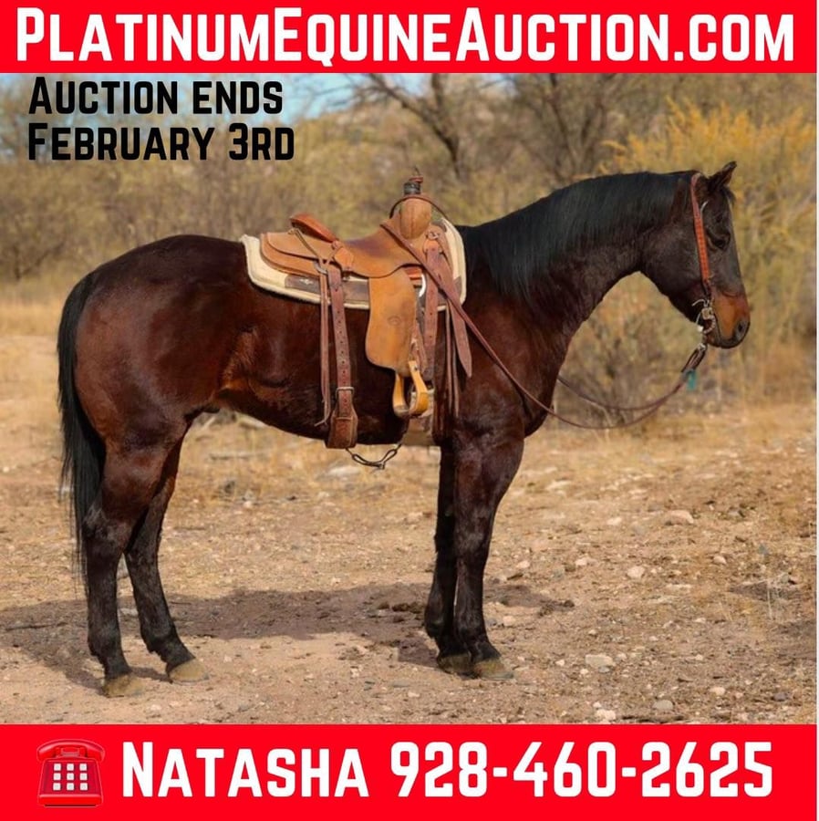 American Quarter Horse, 6yo American Quarter Horse gelding, 15.1hh