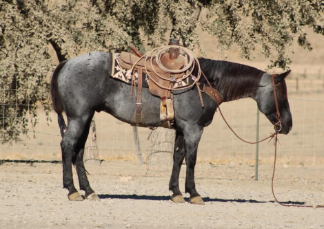 HD MR PICKLES (PICKLES), 10yo AQHA Quarter Horse gelding, 14.3hh